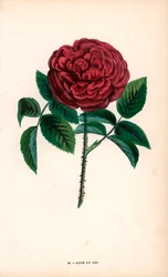 Rose du Roi, um híbrido criado a partir da rosa de Portland, Rosa portlandica, por Monsieur Souchet em Sevres