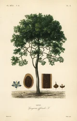 Roughbark lignum-vitae ou guaiacwood, Guaiacum officinale, Guayacum officinale, Gayac