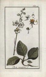 Pirola de folhas redondas (Pyrola rotundifolia). Litografia de "Afbeelding der Artseny-Gewassen" de Johannes Zorn (1739-1799), Países Baixos