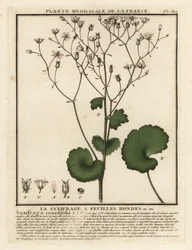Saxifrage de folhas redondas, Saxifraga rotundifolia.