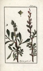 Pimenta real ou murta do pântano (Myrica gale). Litografia de "Afbeelding der Artseny-Gewassen" de Johannes Zorn (1739-1799), Países Baixos