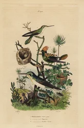 Beija-flor-de-cauda-ruiva, Amazilia tzacatl, coquete-de-crista, Lophornis ornatus, e fada-de-orelhas-negras, Heliothryx auritus