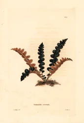 Feto do cerne da ferrugem, Ceterach officinarum (Grammitis ceterach). Gravura a água-forte colorida à mão, em chapa de cobre, de George Cooke, segundo George Loddiges, do Botanical Cabinet de Conrad Loddiges, Hackney
