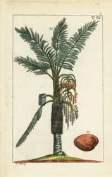 Palmeira Sago, sagu Metroxylon.