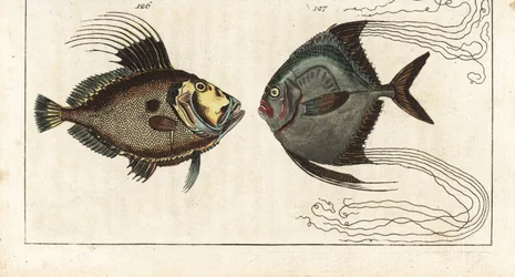 Santa pedra (ou galinha do mar, doree ou zee) - fio de sapateiro (ou caranguejo de penas) - peixe-galo, Zeus faber 126, e pampo africano, Alectis ciliaris 127. Gravura em chapa de cobre colorida à mão da Enciclopédia de História Natural de Gottlieb Tobias 