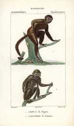 Sajou ou saphogano ou capuchinho e saimiri ou macaco-esquilo - Eau forte de Jean Gabriel Pretre (1780-1845), gravado por Carnonkel, para o dicionário de ciências naturais: mamíferos de Frederic Cuvier, editado por Pierre Jean Francois Turpin (1775-1840), p