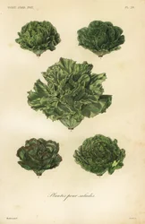 Salada de legumes, plantas para saladas