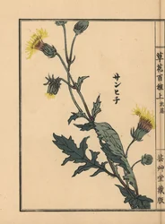 Sanhichisou ou maracujá-roxo japonês, Gynura japonica. Gravura em xilogravura colorida à mão por Kono Bairei de Kusa Bana Hyakushu (Cem Variedades de Flores), Tóquio, Yamada