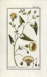 Escamoneia (Convolvulus scammonia). Litografia de "Afbeelding der Artseny-Gewassen" de Johannes Zorn (1739-1799), Países Baixos
