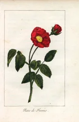 Rosa da Provença escarlate, rosa de Provins, Rosa gallica. Gravura em chapa de cobre colorida à mão de uma ilustração de Miss Prudhomme de "Hommage rendu a la Rose", Paris, cerca de 1815. Um livro de oferta com a história da rosa e uma dúzia de miniaturas 