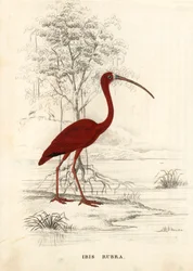 Íbis-escarlate, Eudocimus ruber (Ibis rubra). Gravura em metal aço colorida à mão da Galeria de História Natural de Georg Friedrich Treitschke, Naturhistorischer Bildersaal des Thierreiches, Liepzig