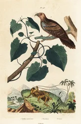 Schizodactylus monstrosus cricket 1, oilbird, Steatornis caripensis 2, e Mikania guaco vino 3