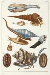 Criaturas marinhas