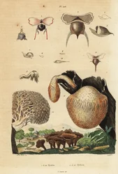 Caracóis marinhos, Diacavolinia limbata e Diacria trispinosa 1-10, e cogumelos Hydnum, cogumelo ouriço-do-mar, Hydnum repandum 14, cogumelo dente de coral, Hericium coralloides 12, etc.