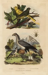 Pássaro secretário, Sagitário serpentino, canários selvagens e domesticados, Serinus canaria