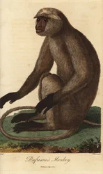Semnopitheque entelle - Langur cinzento ou langur de Hanuman, Semnopithecus entellus (macaco de Dufresne, Simia entellus) - Gravura a água-forte colorida à mão, em chapa de cobre, de J. Pass, a partir de uma ilustração de Jean Baptiste Audebert do Sistema 