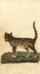 Serval, Leptailurus serval.,1800 (gravura)