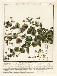 Sharpleaf cancerwort, Kickxia elatine.
