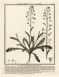 Bolsa do pastor, Capsella bursa-pastoris.
