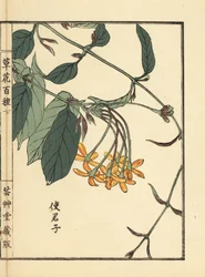 Shikunshi, madressilva chinesa ou trepadeira de Rangoon, Combretum indicum (xilogravura colorida à mão de Kono Bairei de Kusa Bana Hyakushu (Cem variedades de flores), Tóquio: Yamada