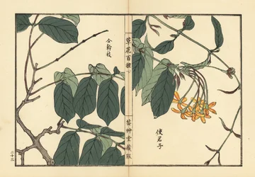 Shikunshi, madressilva chinesa ou trepadeira de Rangoon, Combretum indicum (Quisqualis indica) Gravura em xilogravura a cores de Kono Bairei de Kusa Bana Hyakushu (Cem variedades de flores), Tóquio, Yamada