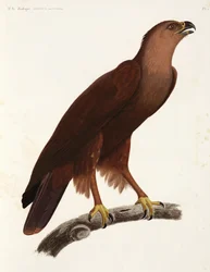 Águia estridente, Egito