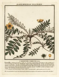 Silverweed, Potentilla anserina.