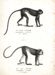 Lutung prateado, Trachypithecus cristatus (Semnopithecus pruinosus) e surili de Sumatra, Presbytis melalophos (Semnopithecus melalophos) em perigo de extinção. Litografia de Karl Joseph Brodtmann da História Natural Ilustrada dos Animais de Heinrich Rudolf