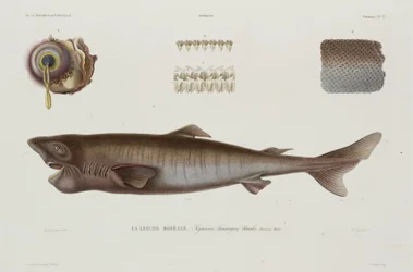 Tubarão adormecido, Islândia, início do século XIX