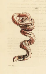 Concha de verme de fenda, Tenagodus anguinus (Serpula muricata, Serpula muricata). Ilustração desenhada e gravada por Richard Polydore Nodder. Gravura em chapa de cobre colorida à mão da obra de George Shaw e Frederick Nodder, The Naturalist