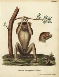 Lémure de ritmo lento ou lóris vermelho delgado, Loris tardigradus. Ameaçado de extinção. Lemur tardigradus Linn. Placa de cobre colorida à mão, desenhada e gravada segundo a natureza por Hermann Jakob Tyroff, de Animal Illustrations after Nature, ou Sch
