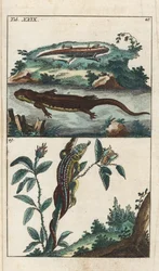 Tritão liso ou comum e lagarto da areia - Água forte por Gottlieb Tobias Wilhelm (1758-1811), de Encyclopedie of Natural History: Anfíbios