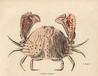 Caranguejo de caixa liso ou com manchas vermelhas, Calappa calappa (Calappa lophos). Gravura em metal aço colorida à mão por A. Scipp da Galeria de História Natural de Georg Friedrich Treitschke, Naturhistorischer Bildersaal des Thierreiches, Liepzig-1842.