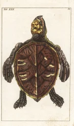 Tartaruga de escamas - Água forte por Gottlieb Tobias Wilhelm (1758-1811), de Encyclopedie of Natural History: Anfíbios