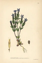 Genciana das neves, Gentiana nivalis