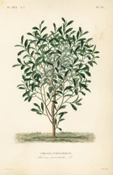Soursop, graviola ou árvore guyabano, Annona muricata, Corossol uma herisse de fruta
