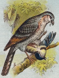 Sparrow. Gravura em "Alfabeto de ma petite fille". Bernardin-Bechet e Fils, livreiros-editores, Paris, por volta de 1895. Álbum inquebrável em lona. Bibliotheque des Bebes. 12 páginas. Álbum contendo um método de leitura e um abecedário ilustrativo. Dim: