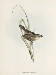Pardal ou tentilhão, c 1832-1836