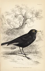 Tirano-de-óculos, Hymenops perspicillatus (papa-moscas-de-óculos ou papa-moscas-de-asa-branca, Perspicilla leucoptera). Gravura em metal aço colorida à mão por William Lizars a partir de uma ilustração de William Swainson da Naturalist