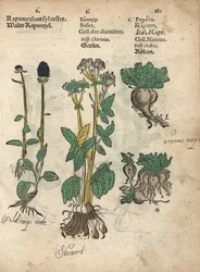 Rampeão-espinhoso, Phyteuma spicatum, escamudo, Sium sisarum, e nabo, Brassica rapa. Gravura em xilogravura colorida à mão de uma ilustração botânica do Krauterbuch, ou Herbal, de Adam Lonicer, Frankfurt