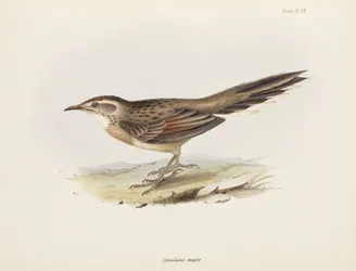 Spinetail, América do Sul, c 1832-1836