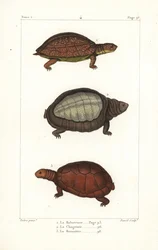 Tartaruga de perna manchada, Rhinoclemmys punctularia 1, tartaruga de carapaça larga indiana, Lyssemys punctata 2, e tartaruga de capacete do Norte de África, Pelomedusa subrufa olivacea. Gravura em chapa de cobre colorida à mão por David após uma ilustraç