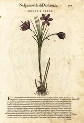 Açafrão da primavera, Crocus vernus (Açafrão em flor). Gravura em xilogravura colorida à mão por Wolfgang Meyerpick a partir de uma ilustração de Giorgio Liberale da obra Discorsi di P.A. Matthioli ne i sei libri della Materia Medicinale di Pedacio Dioscor