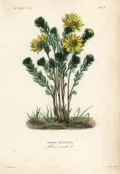 Olho de faisão de primavera ou falso hellebore, Adonis vernalis, Adonide printaniere