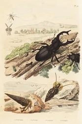 Escaravelho veado, Lucanus cervus 1, Cerithium sulcatum e Rhinoclavis aspera moluscos 3,4, Cerocoma elateroides 5 e Keroplatus tipuloides wasp 6