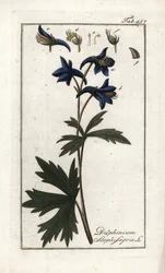 Staphisegar ou erva com piolhos, erva gotosa ou uva selvagem (Delphinium staphisagria). Litografia de "Afbeelding der Artseny-Gewassen" de Johannes Zorn (1739-1799), Países Baixos