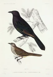Estorninhos