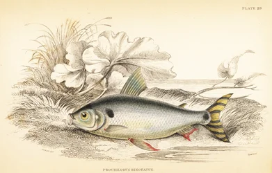 Steindachnerina binotata (carpa salmonada de duas marcas, Prochilodus binotatus). Gravura em metal aço colorida à mão por W.H. Lizars a partir de uma ilustração de James Stewart da obra Fishes of Guiana de Robert Schomburg, parte da Naturalist