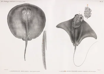 Stingray, frente e costas
