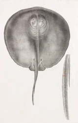 Stingray, vista frontal de perto